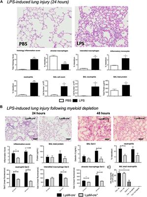 Selective Myeloid Depletion of Galectin-3 Offers Protection Against Acute and Chronic Lung Injury